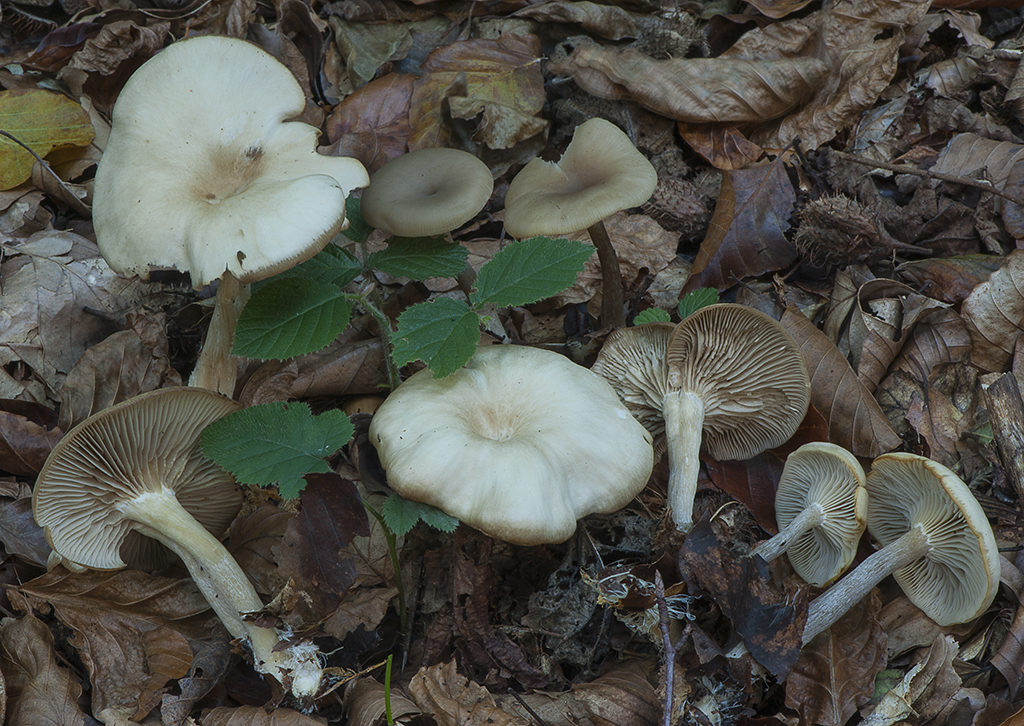 Clitocybe subspadicea_20170928_2848