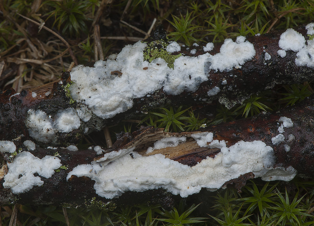 Byssomerulius corium_20160917_1970