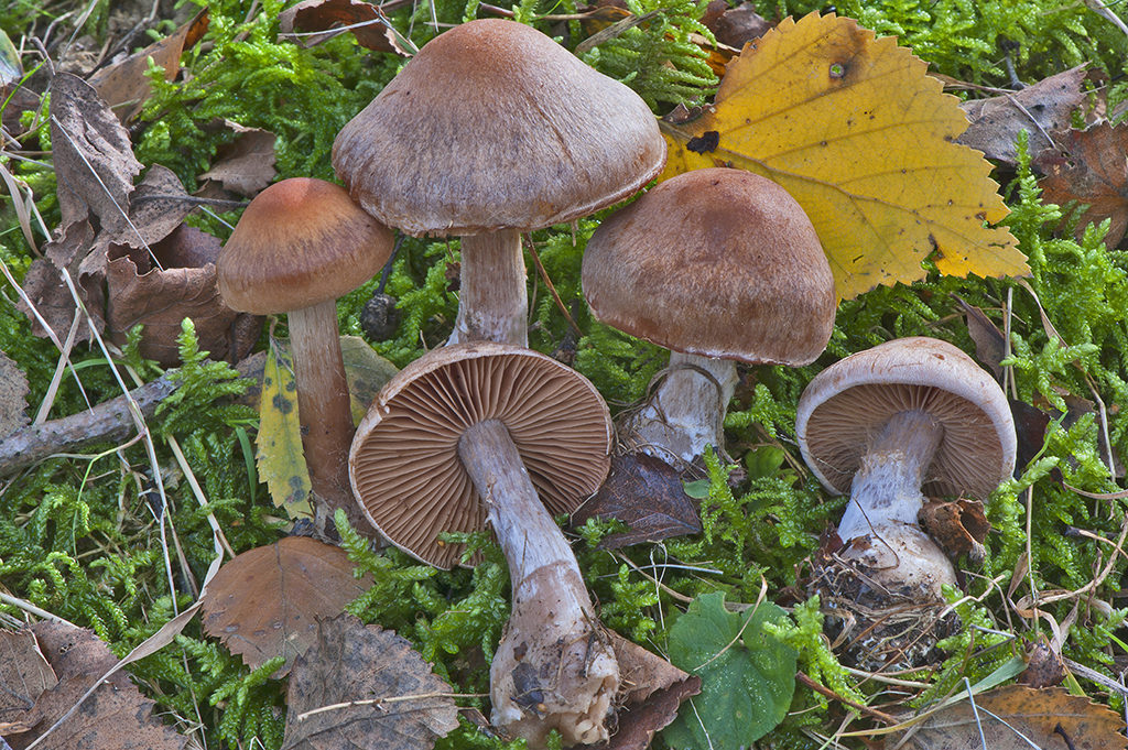 Cortinarius bivelus_20121102_10215