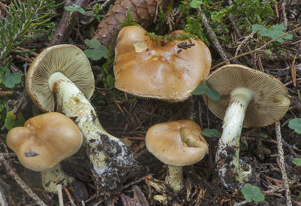 Cortinarius percomis_20161022_2221
