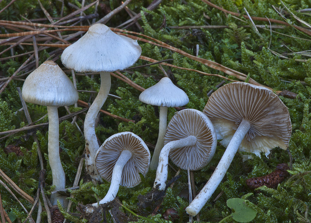 Inocybe geophylla_20121025_10094