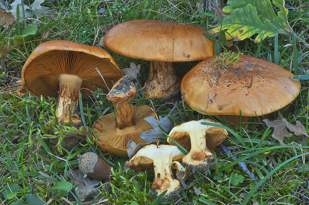 Cortinarius olearoides_20141018_16442
