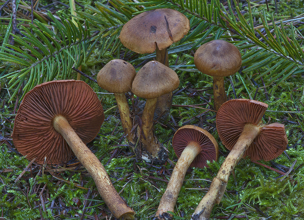 Cortinarius semisanguineus_20131205_13914