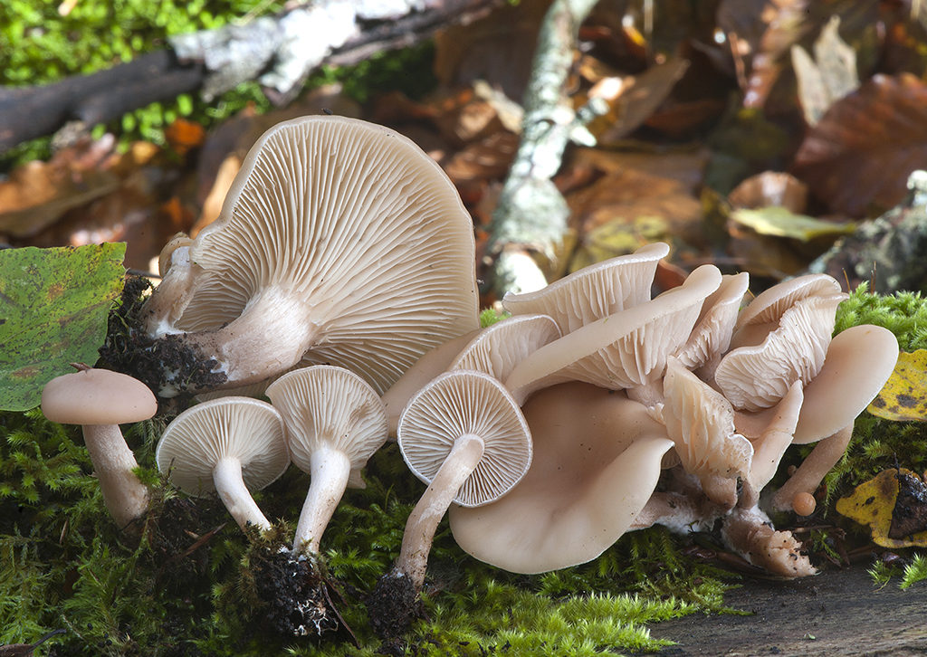 Ossicaulis lignatilis_20111030_2395