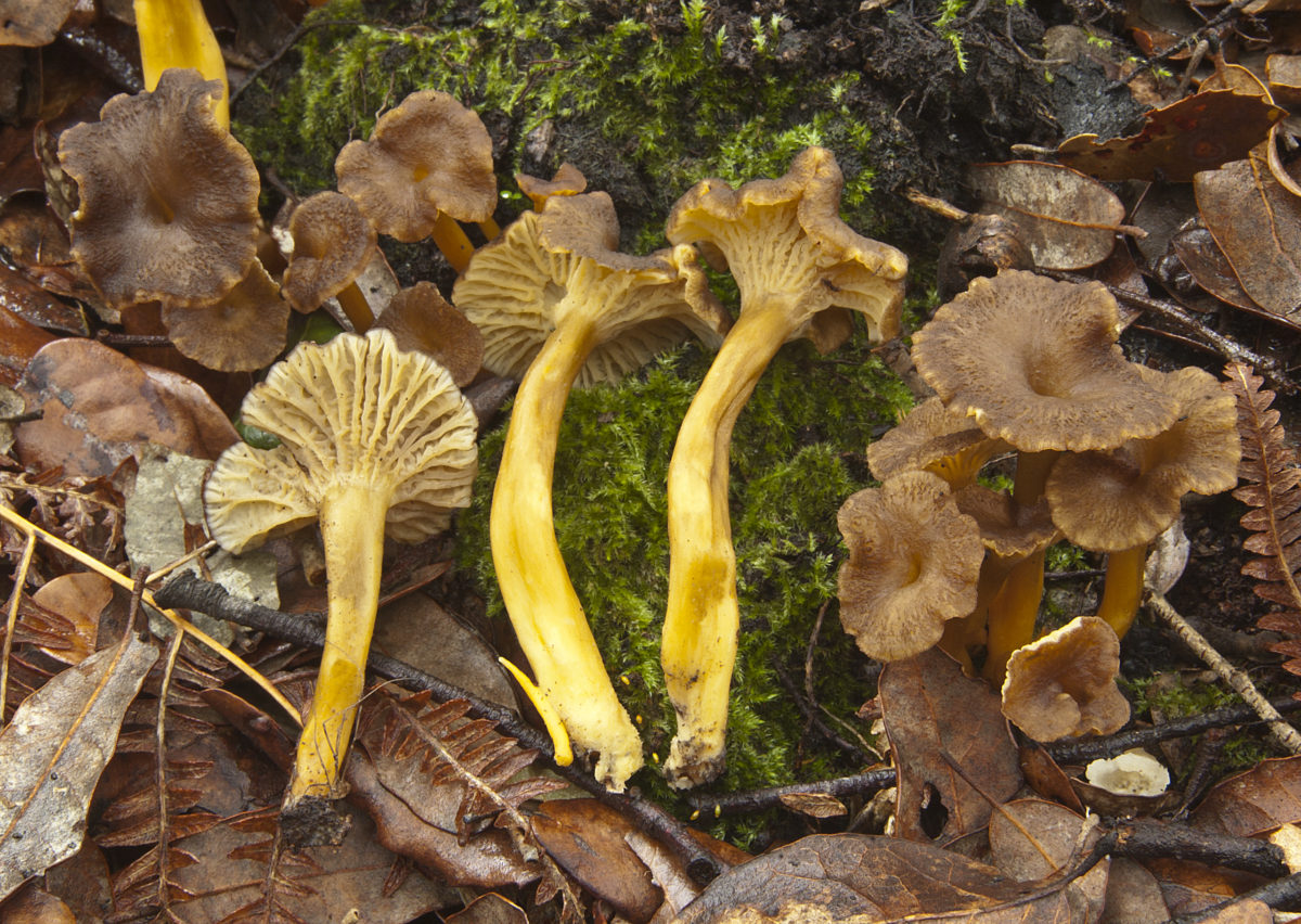 craterellus-tubaeformis-sociedad-micol-gica-barakaldo