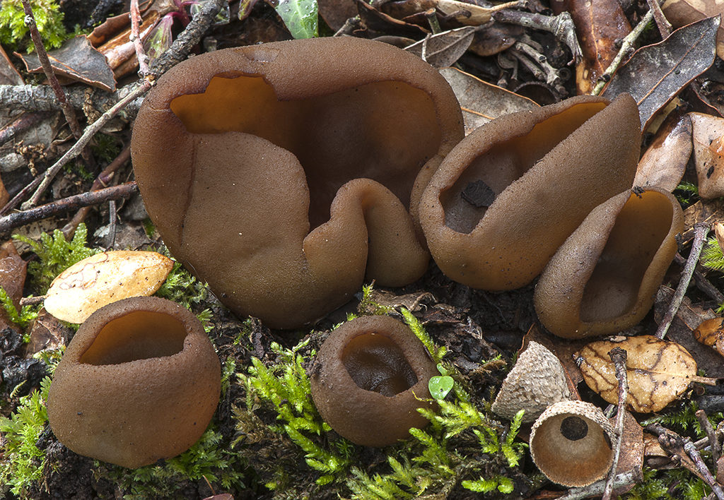 Peziza phyllogena_2016040803_1539