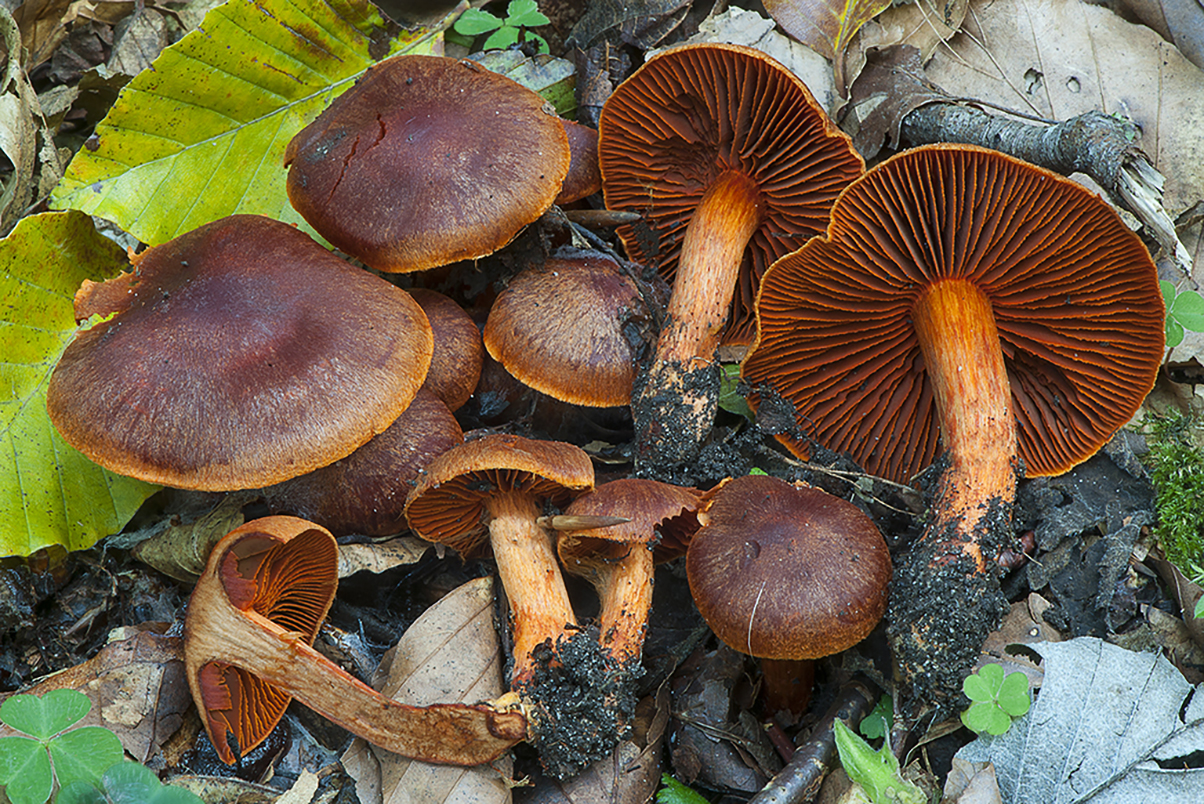 Cortinarius cinnabarinus_20190921_4713
