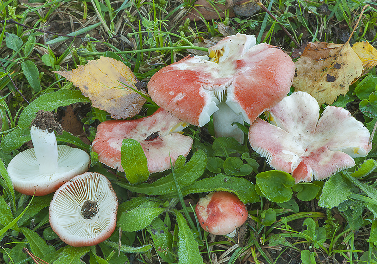 Russula luteotacta_20190914_4680