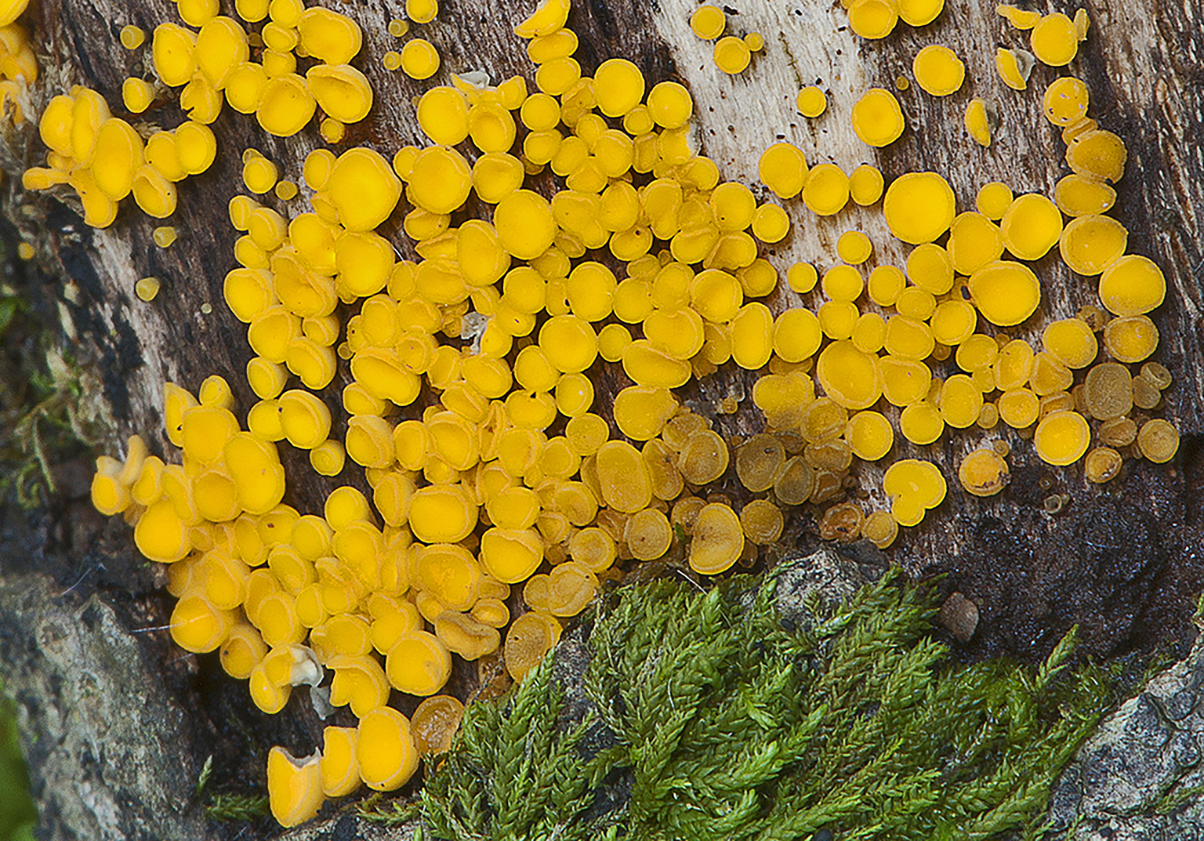 Bisporella citrina - Sociedad Micológica Barakaldo