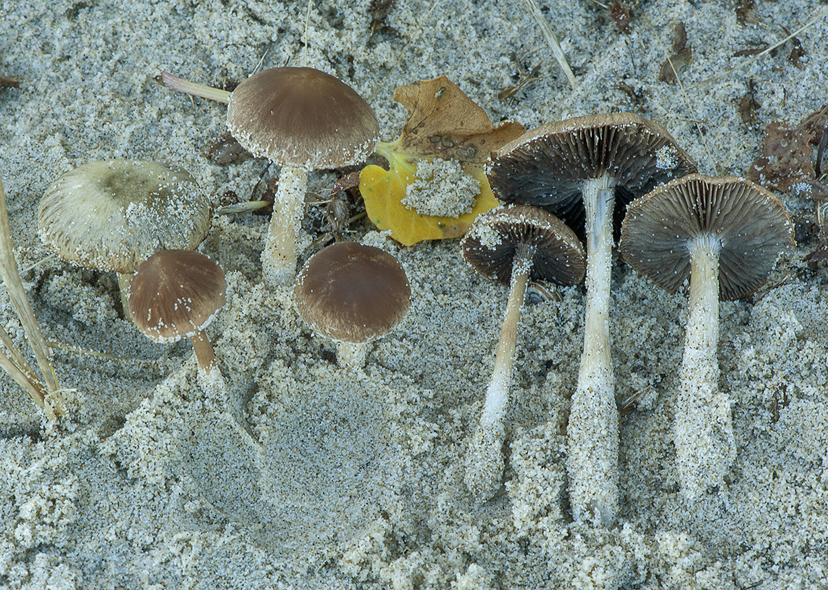 Psathyrella ammophila_20201012_5531