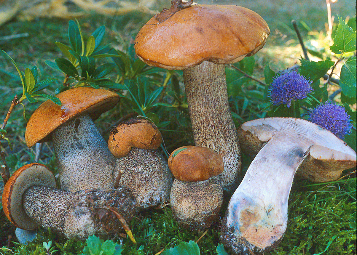 Leccinum versipelle01