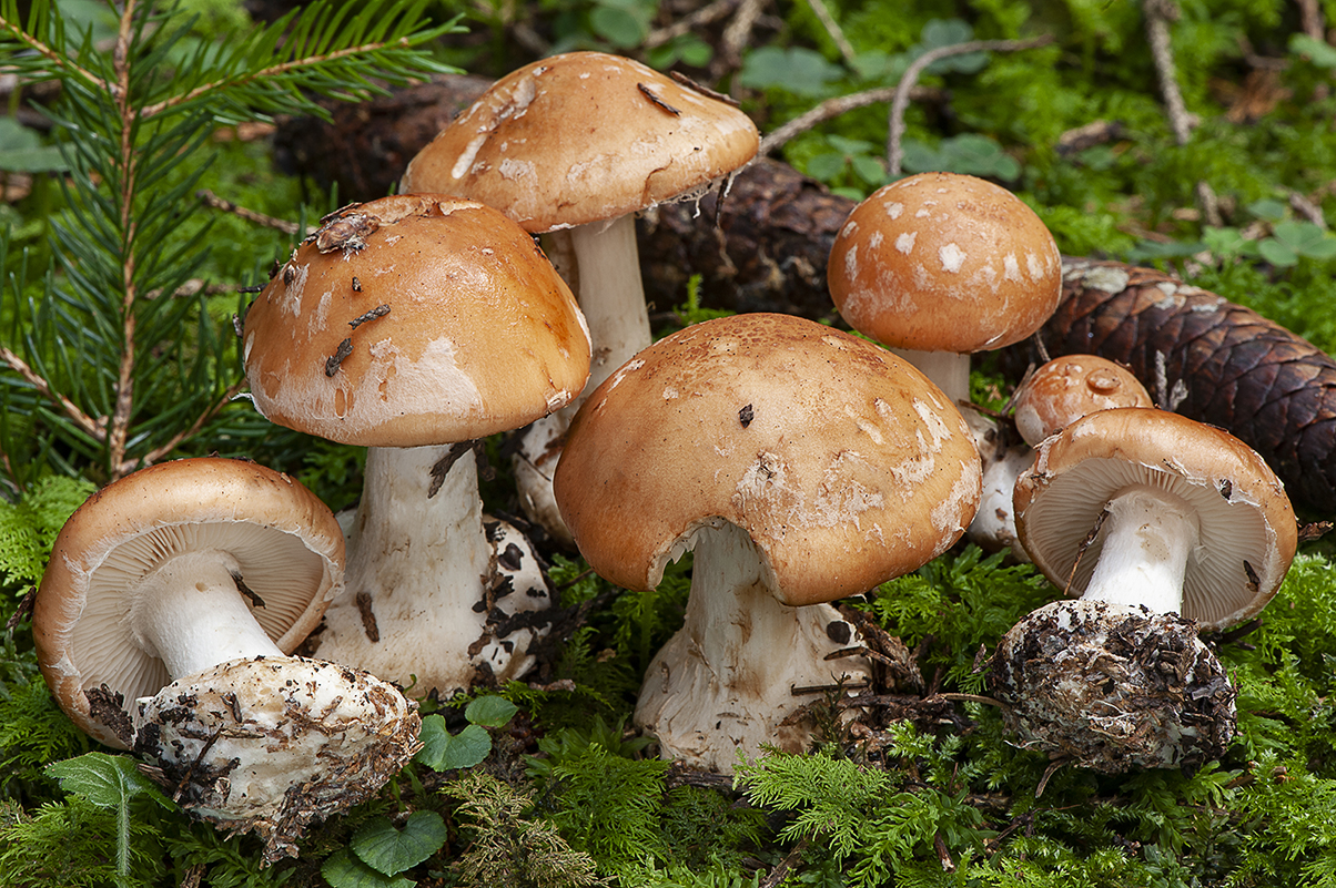 Leucocortinarius bulbiger_20211002_6091