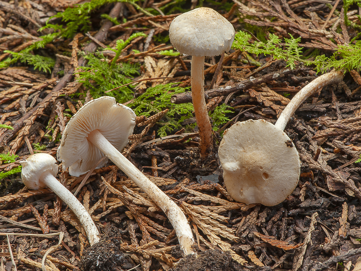 Lepiota subalba_20211009_6191