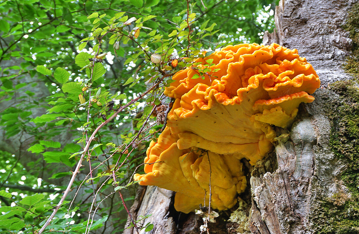 Laetiporus Sulphureus Sociedad Micol gica Barakaldo laetiporus-sulphureus-sociedad-micol-gica-barakaldo