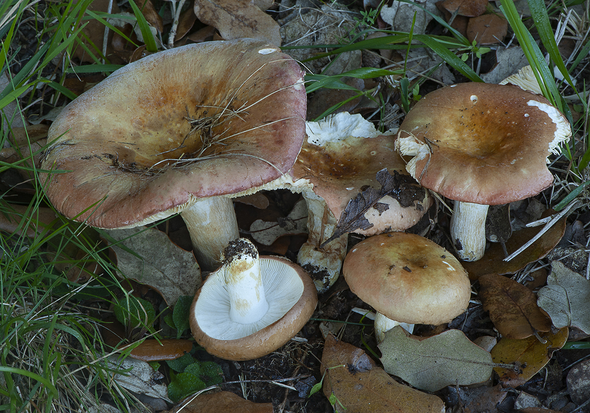 Russula graveolens_20231001_7479