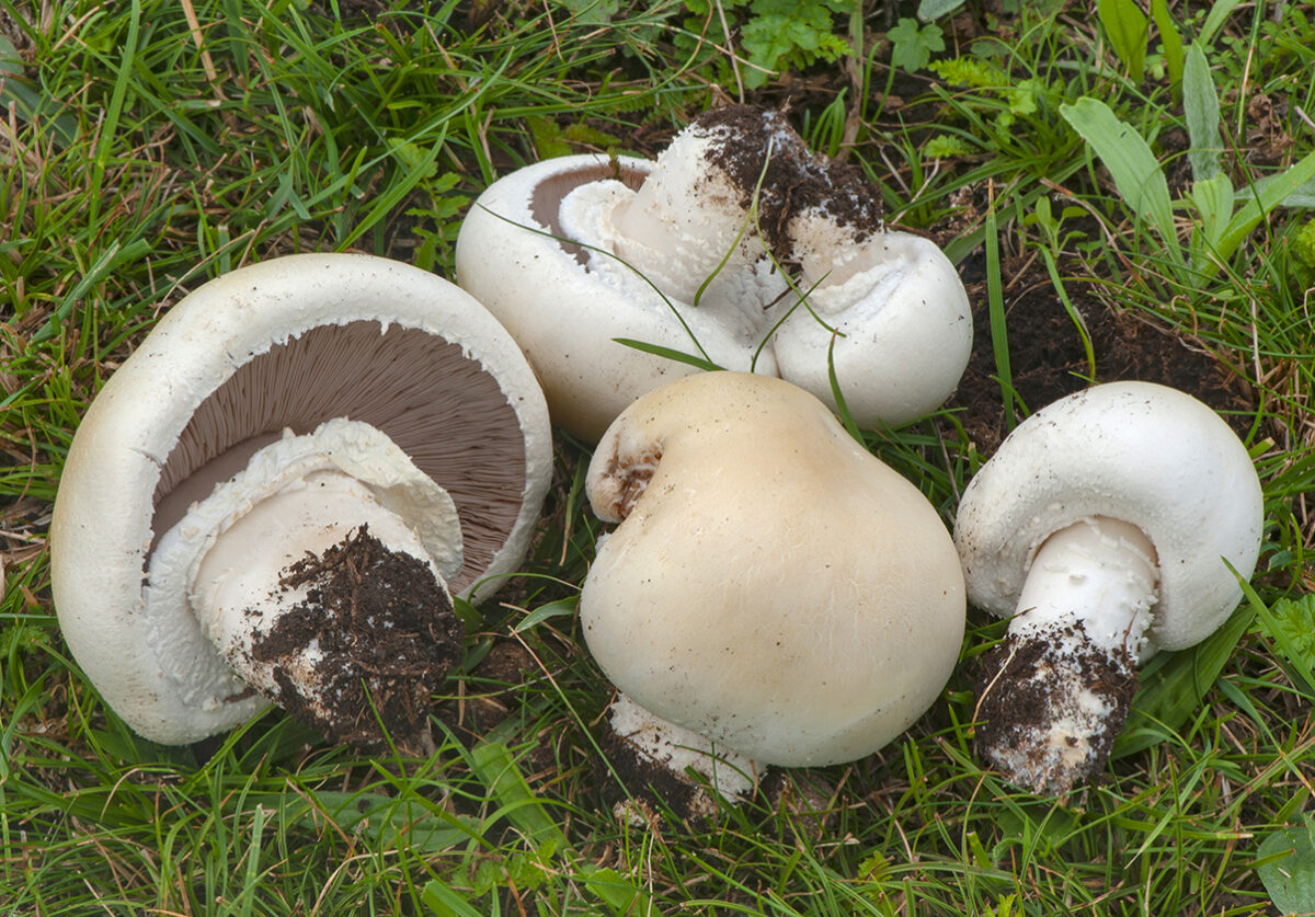 Agaricus arvensis - Sociedad Micológica Barakaldo