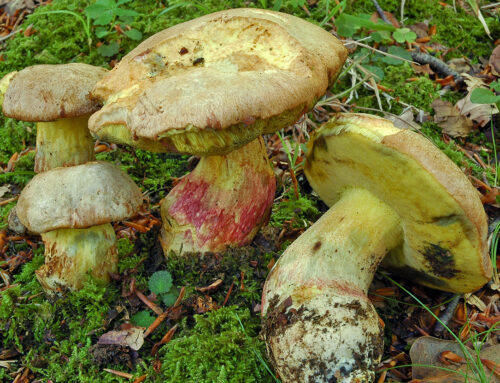 Butyriboletus fechtneri