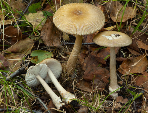 Amanita olivaceogrisea