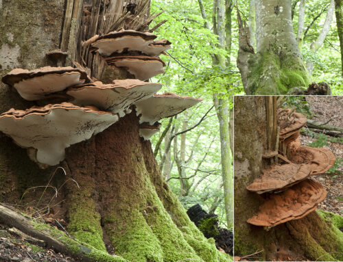 Ganoderma australe