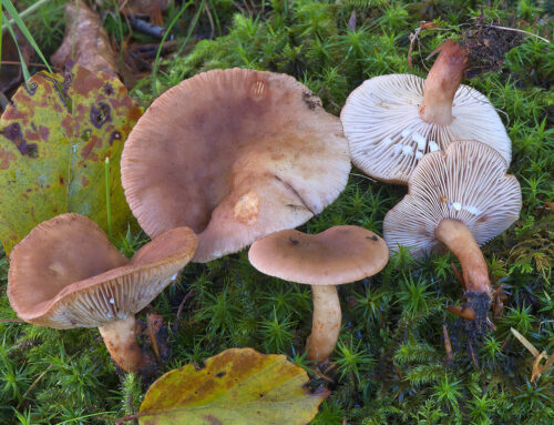 Lactarius subdulcis