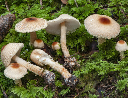 Lepiota magnispora