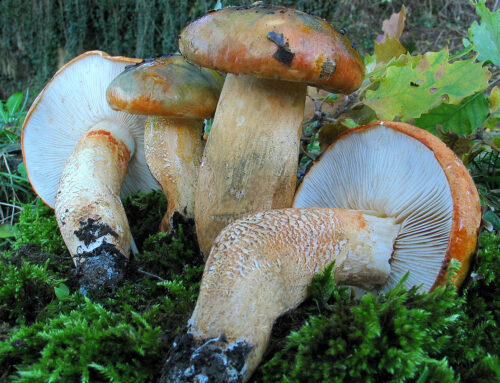 Tricholoma aurantium