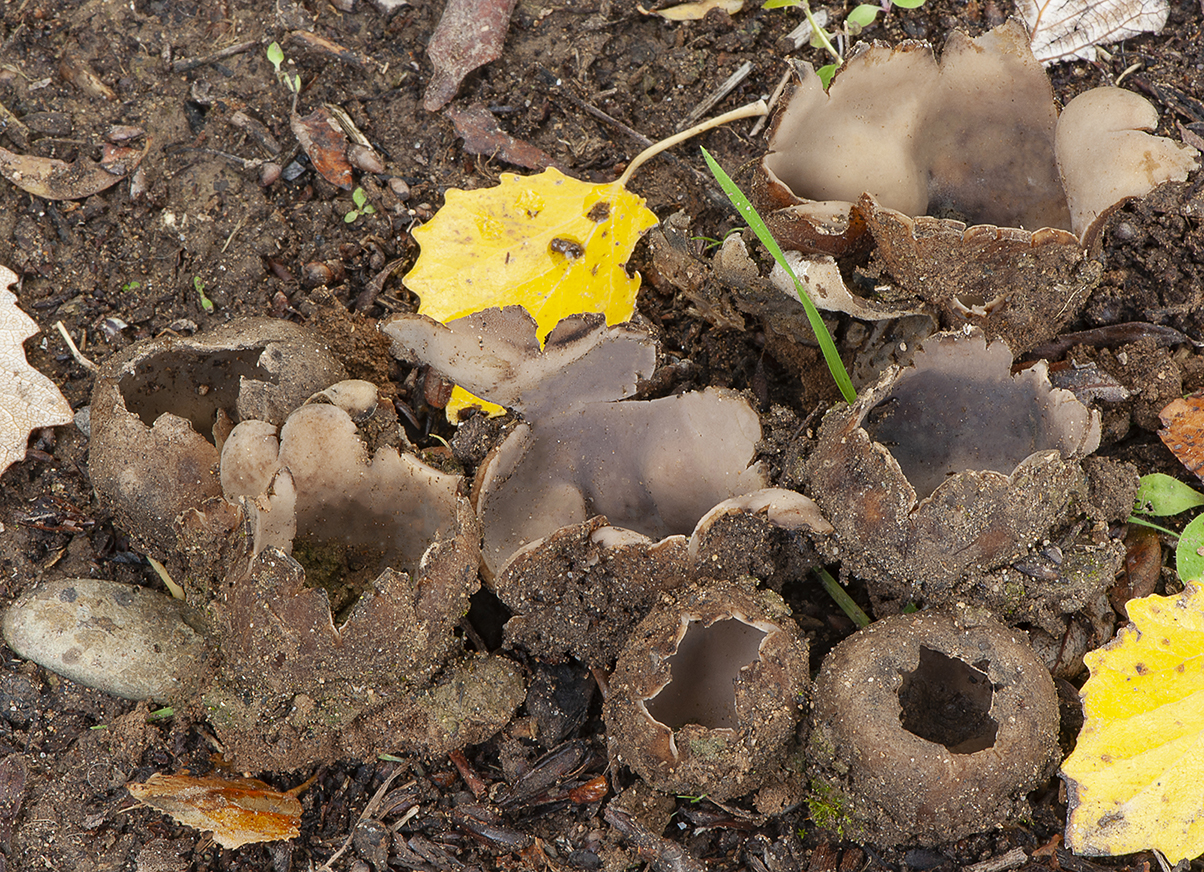 Geopora foliacea_20241025_8607