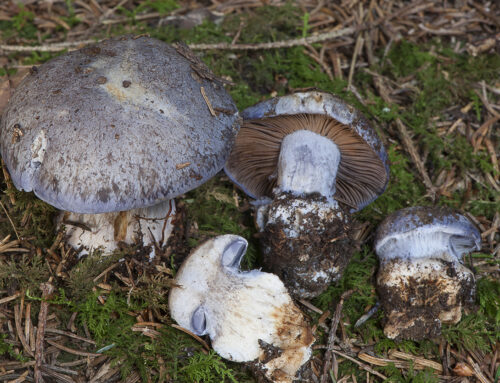 Cortinarius barrentium