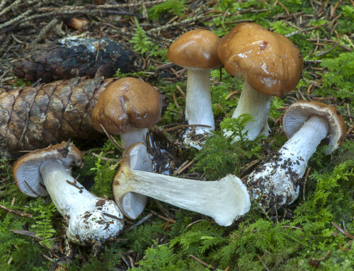 Cortinarius caesiolamellatus