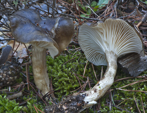 Hygrophorus camarophyllus