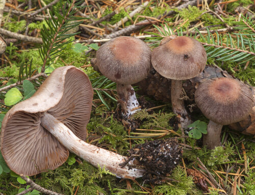 Cortinarius spilomeus