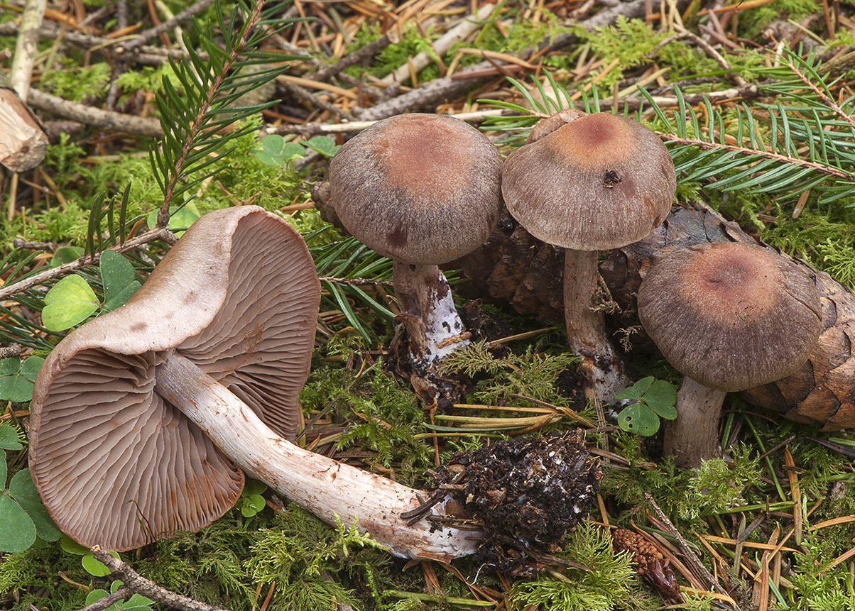 Cortinarius spilomeus_20161022_2167