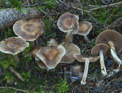 Cortinarius triangulus