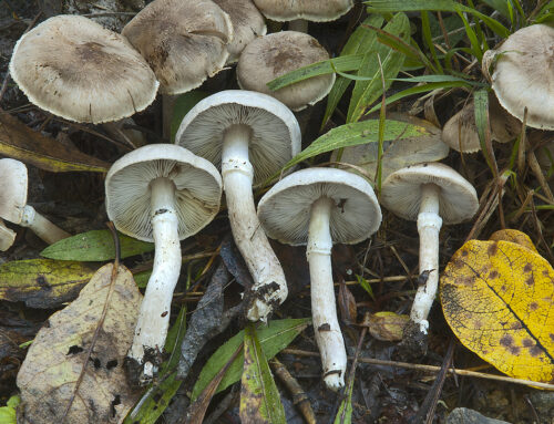 Tricholoma cingulatum