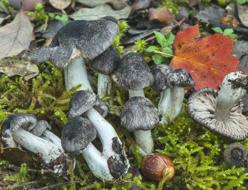 Tricholoma orirubens