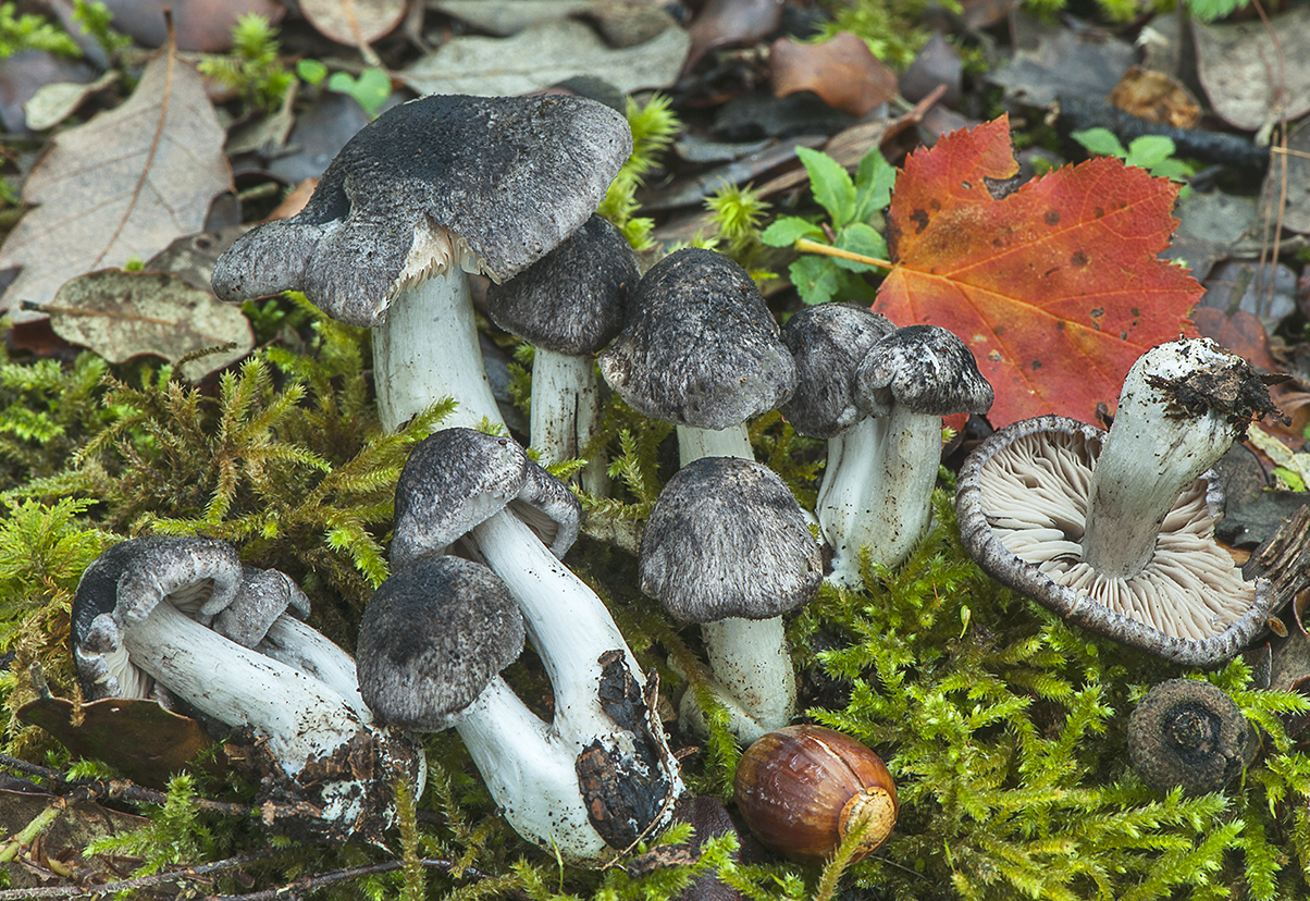Tricholoma orirubens_20181202_4103