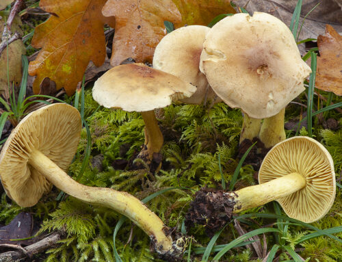 Tricholoma sulphureum