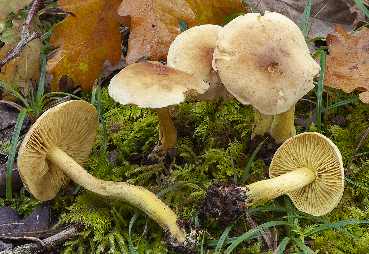 Tricholoma sulphureum_20241005_8550