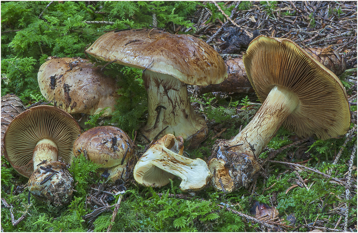 Cortinarius eufulmineus_01