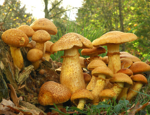Gymnopilus junonius
