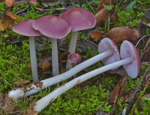 Mycena rosea