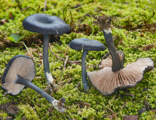 Entoloma serrulatum