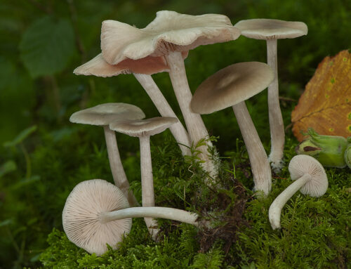 Entoloma silvae-frondosae