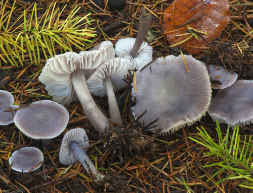 Mycena pura