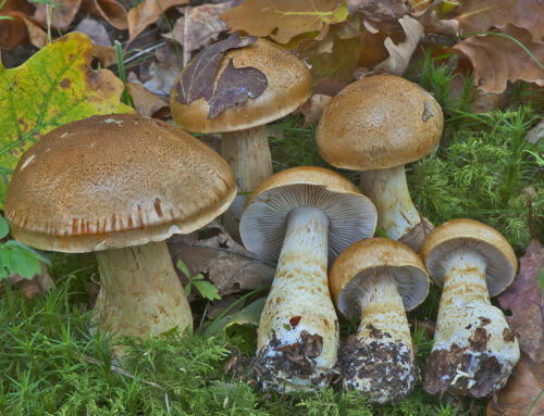 Cortinarius cliduchus