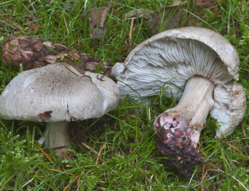 Tricholoma basirubens
