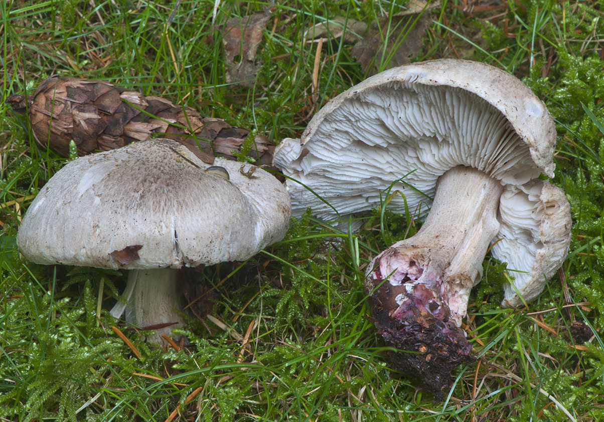 Tricholoma basirubens_20111022_2260