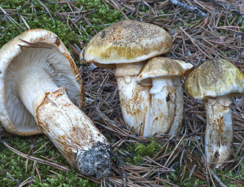 Tricholoma focale