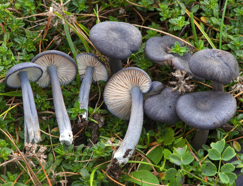 Entoloma mougeotii