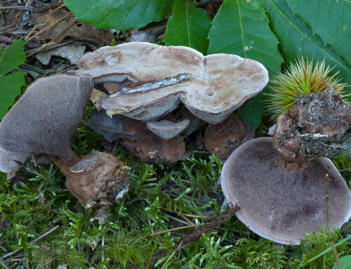 Hydnellum spongiosipes